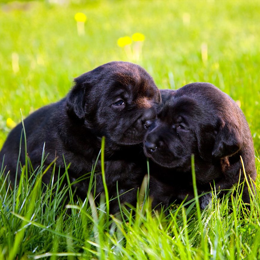 Two black Labrador puppies playing in the grass